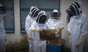 Lire la suite à propos de l’article L’arrivée des nouvelles abeilles au lycée Auguste Escoffier d&rsquo;Éragny sur Oise