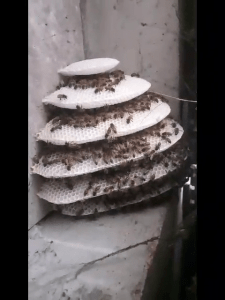 Lire la suite à propos de l’article Un nouveau bulletin qui suit de près le précédent sur l’arrivée des nouvelles abeilles au lycée Auguste Escoffier d’Éragny sur Oise