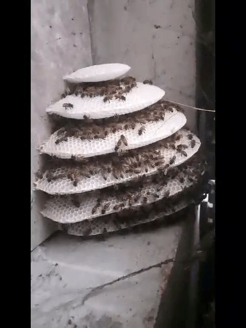 Lire la suite à propos de l’article Un nouveau bulletin qui suit de près le précédent sur l’arrivée des nouvelles abeilles au lycée Auguste Escoffier d’Éragny sur Oise