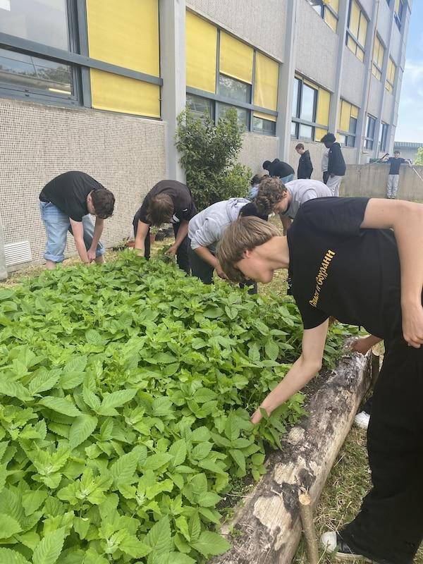 You are currently viewing Un potager de l&rsquo;ENK au lycée Louis Bascan – Rambouillet