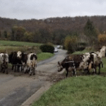 Sortie à la ferme pédagogique HECTAR