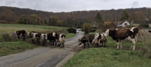 Lire la suite à propos de l’article Sortie à la ferme pédagogique HECTAR