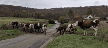 Lire la suite à propos de l’article Sortie à la ferme pédagogique HECTAR